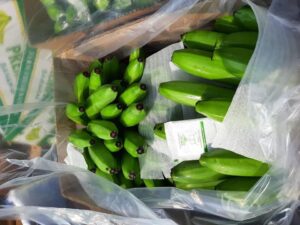 bảo quản chuối xanh lâu chín tươi lâu cho xuất khẩu
