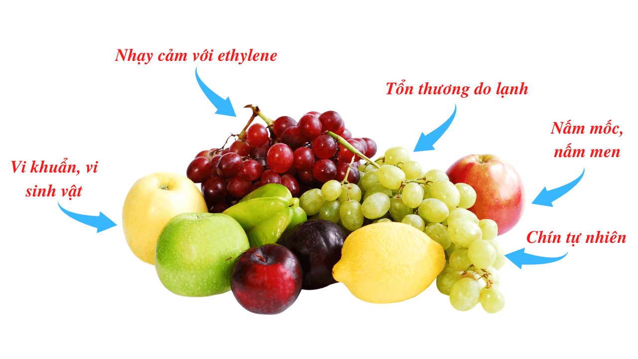 các tác nhân ảnh hưởng đến chất lượng trái cây xuất khẩu