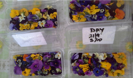 bảo quản hoa Viola Úc bằng 1-mcp