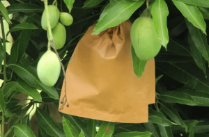 Túi Giấy Bọc Xoài (3)