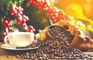 Bao-quan-ca-phe-vqm (1)